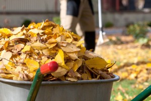 yard waste